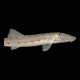Horseface Loach