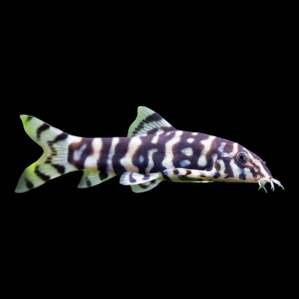 Lohachata Botia Loach