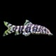 Lohachata Botia Loach