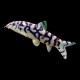 Lohachata Botia Loach