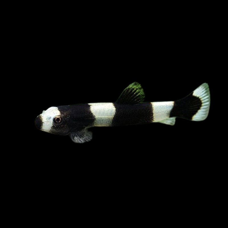 Panda Loach