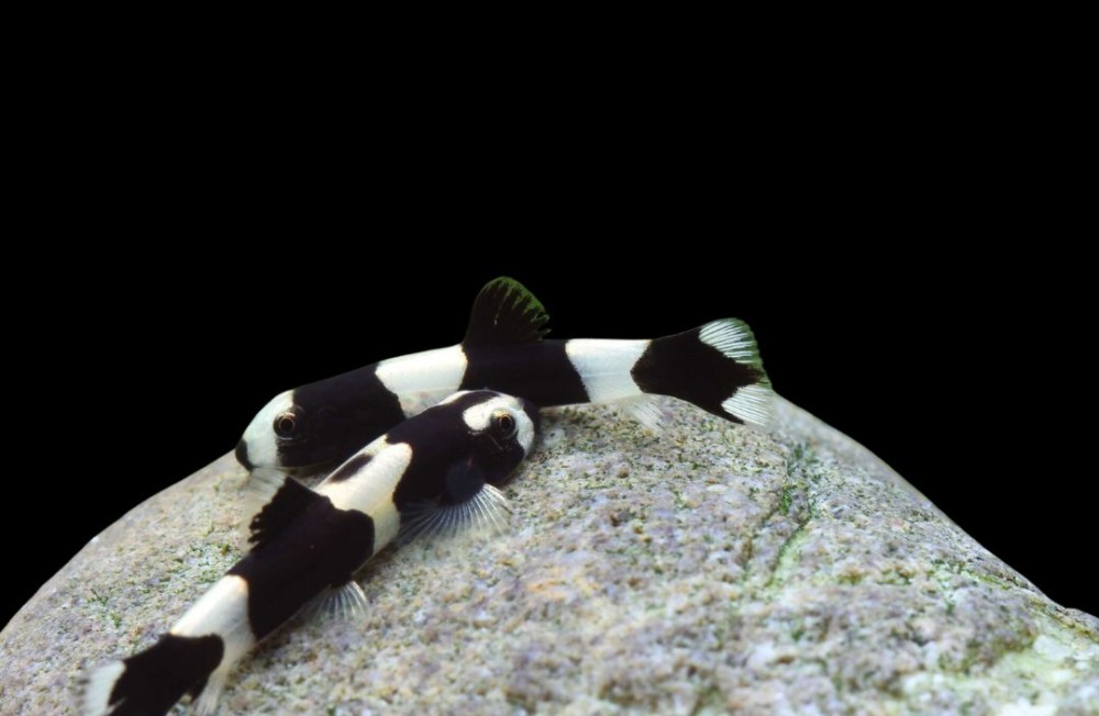 A New Wave of Colour - Check out the new Freshwater Fish!