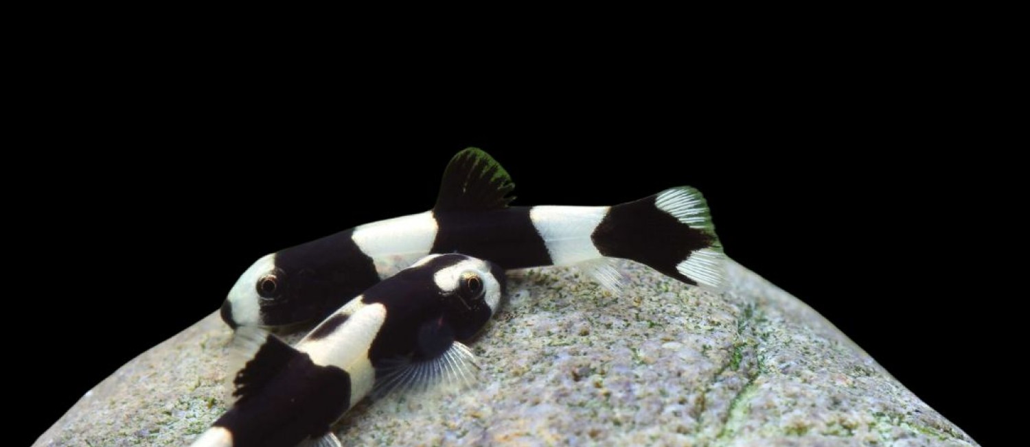 A New Wave of Colour - Check out the new Freshwater Fish!