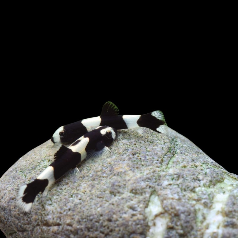 Panda Loach