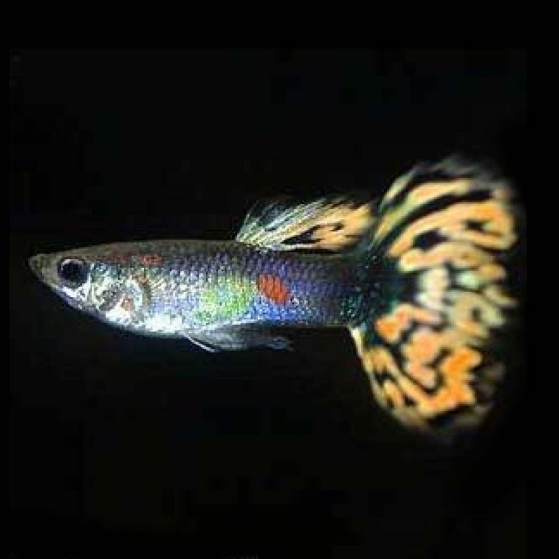 Assorted Male Guppy