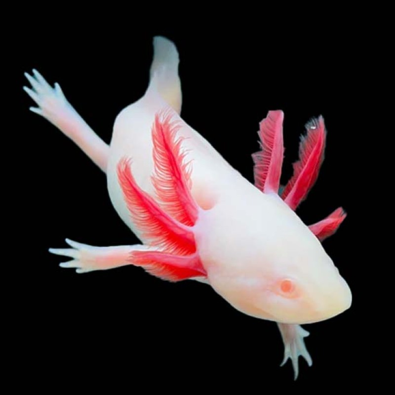 Axolotl - Albino