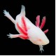 Axolotl - Albino