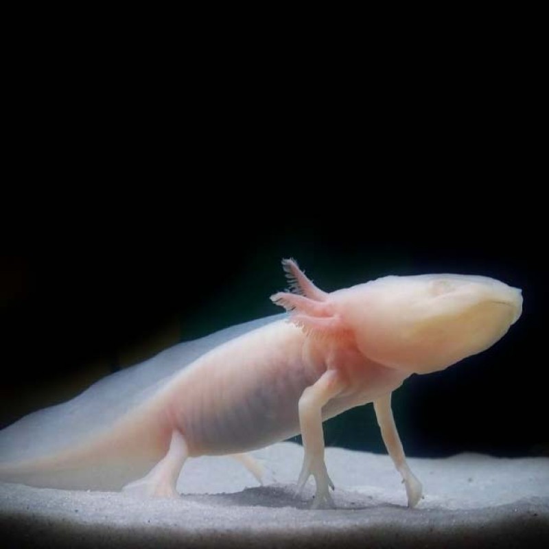 Axolotl - Albino