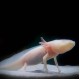 Axolotl - Albino