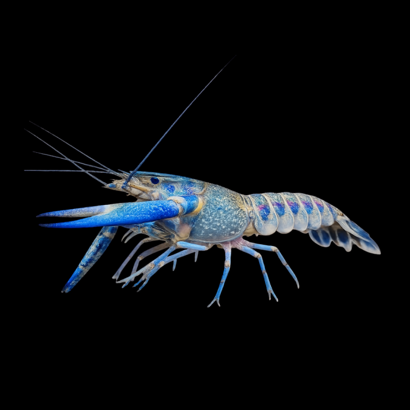 Blue Lobster