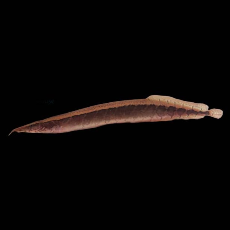 Borneo Python Eel