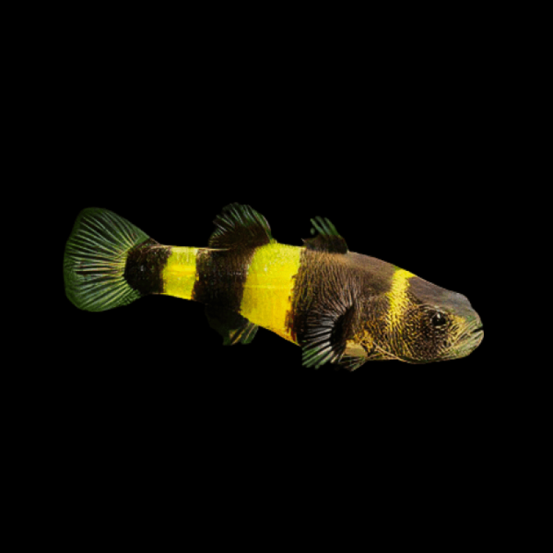 BumbleBee Goby