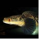 Emperor Snakehead