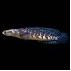 Emperor Snakehead