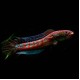 Chinese Snakehead