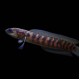 Chinese Snakehead