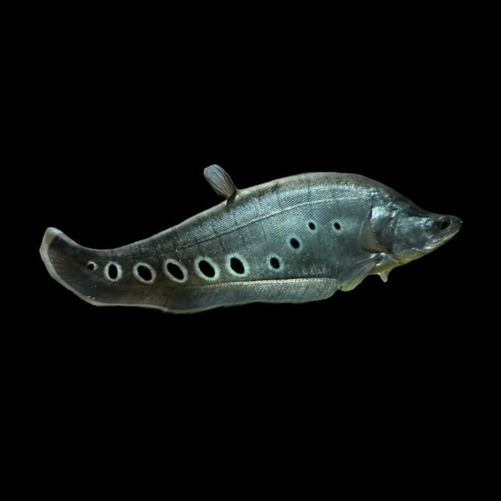 Clown Knife Fish