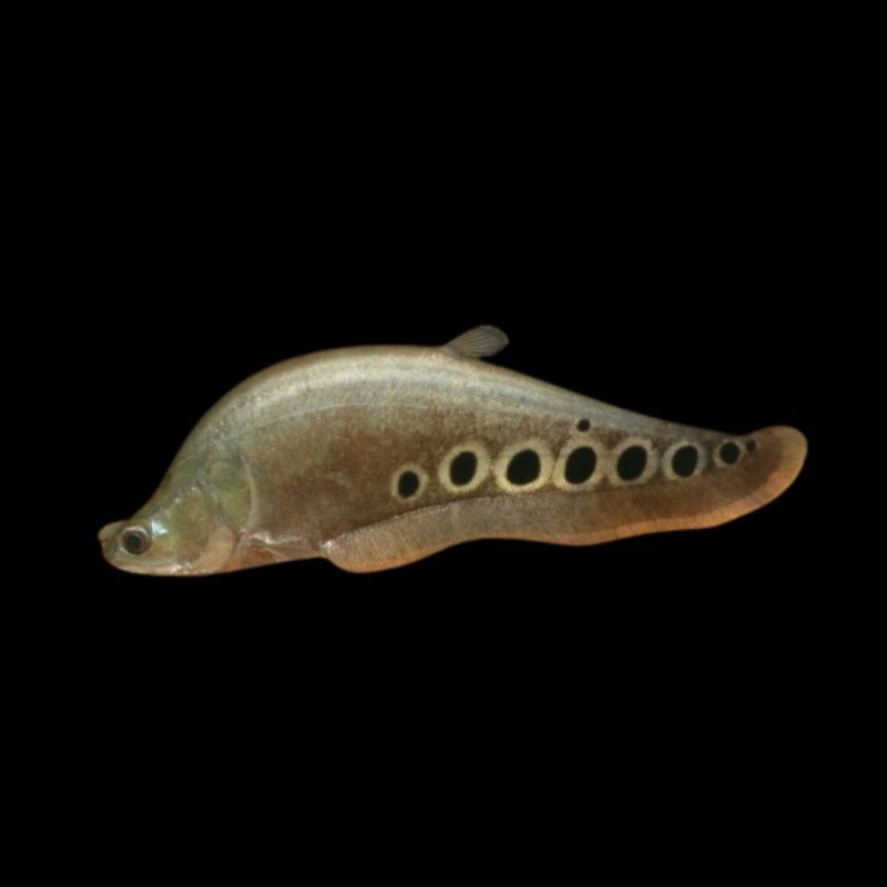 Clown Knife Fish