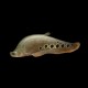 Clown Knife Fish