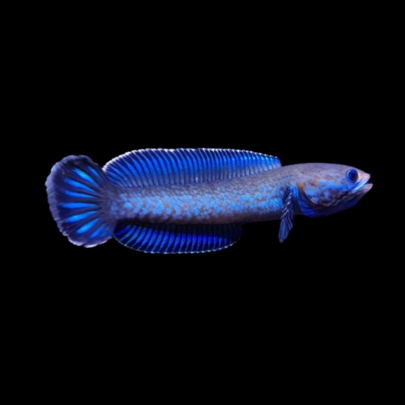 Dwarf Channa Andrao
