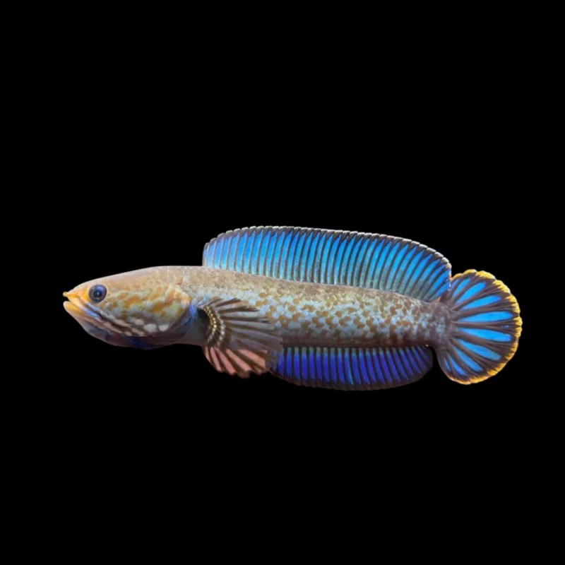 Dwarf Channa Andrao