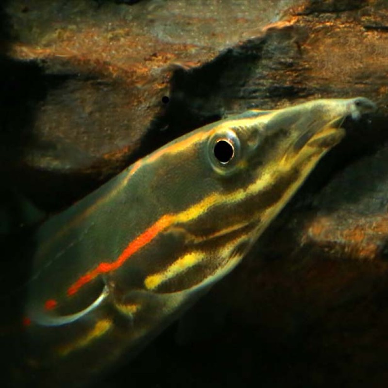 Fire Eel