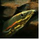 Fire Eel