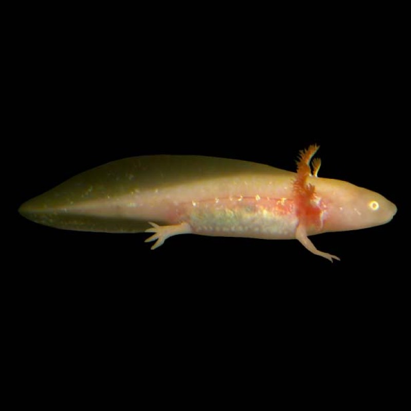 Axolotl - Golden