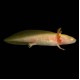 Axolotl - Golden