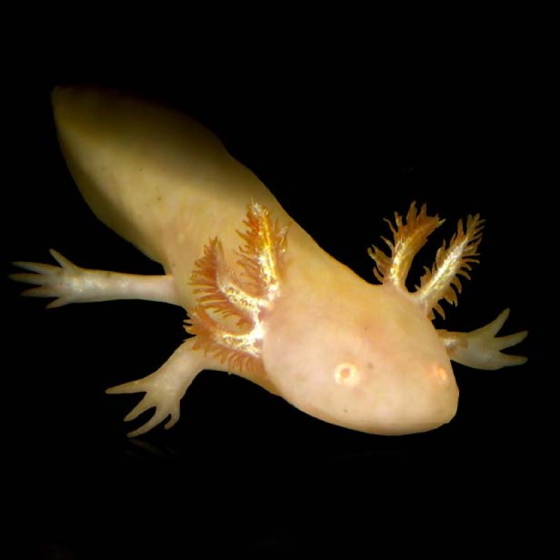 Axolotl - Golden