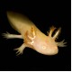 Axolotl - Golden
