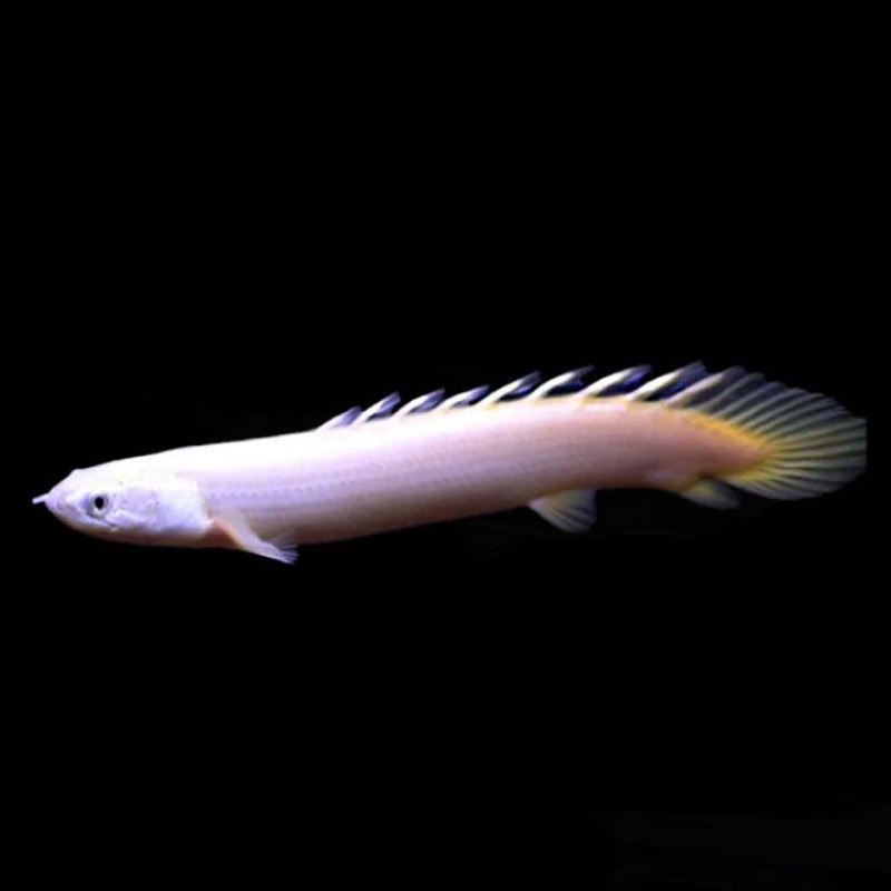 Leucistic Senegal Bichir