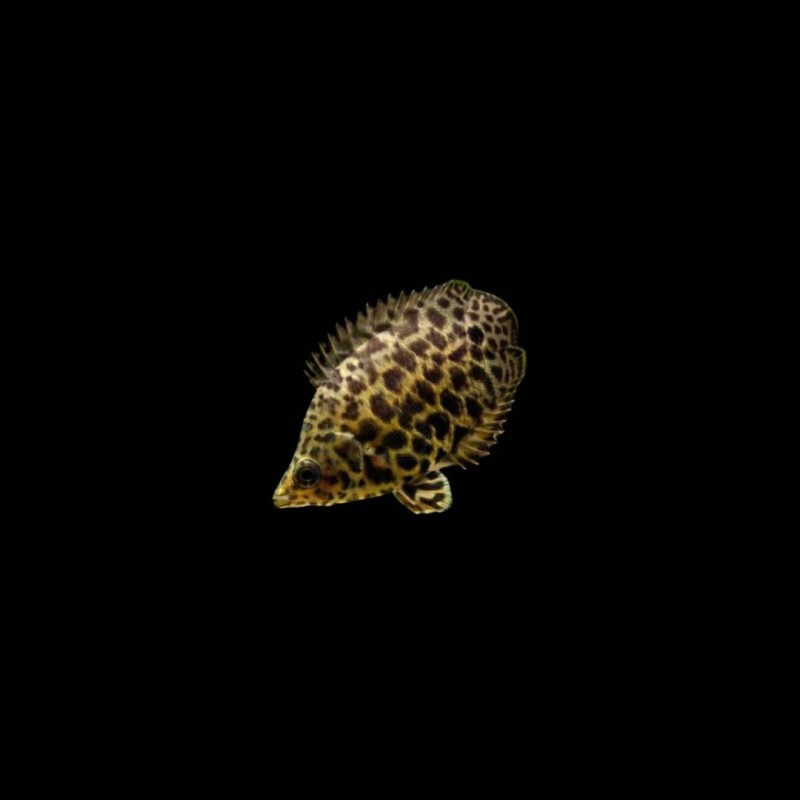 Leopard Bush Fish