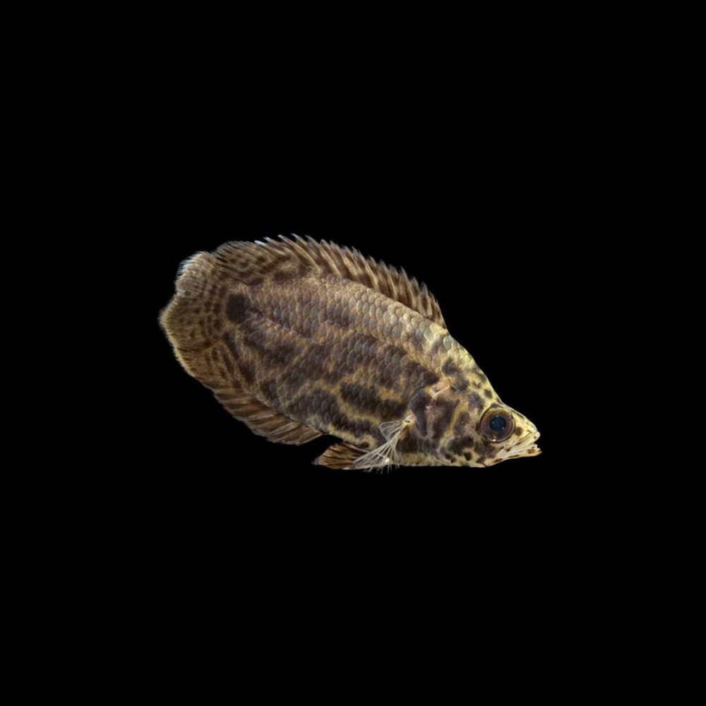 Leopard Bush Fish