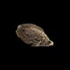 Leopard Bush Fish