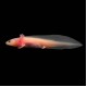 Axolotl - Leucistic