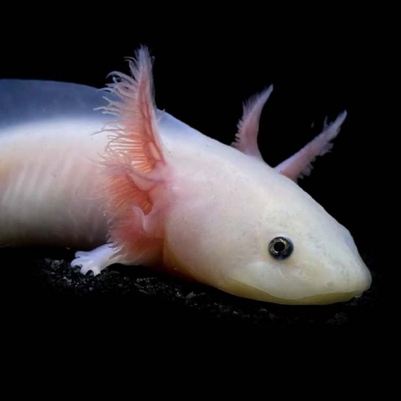 Axolotl - Leucistic