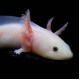 Axolotl - Leucistic