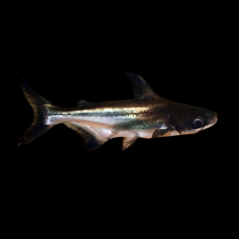 Paroon Shark