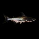 Paroon Shark