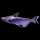 Paroon Shark