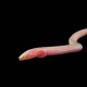 Pink Spaghetti Eel