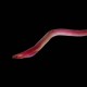 Pink Spaghetti Eel