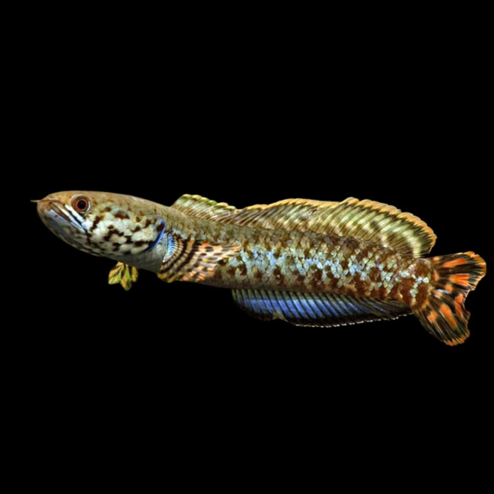 Rainbow Snakehead