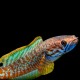 Rainbow Snakehead