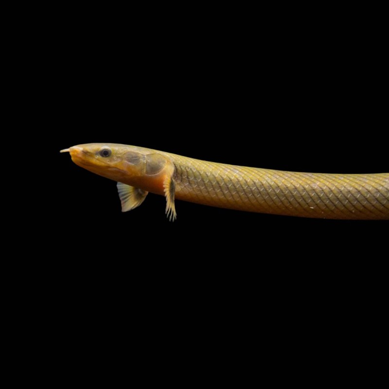 Reed Fish