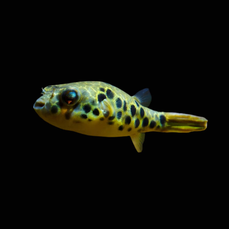 Spotted Congo Puffer - Captive Bred