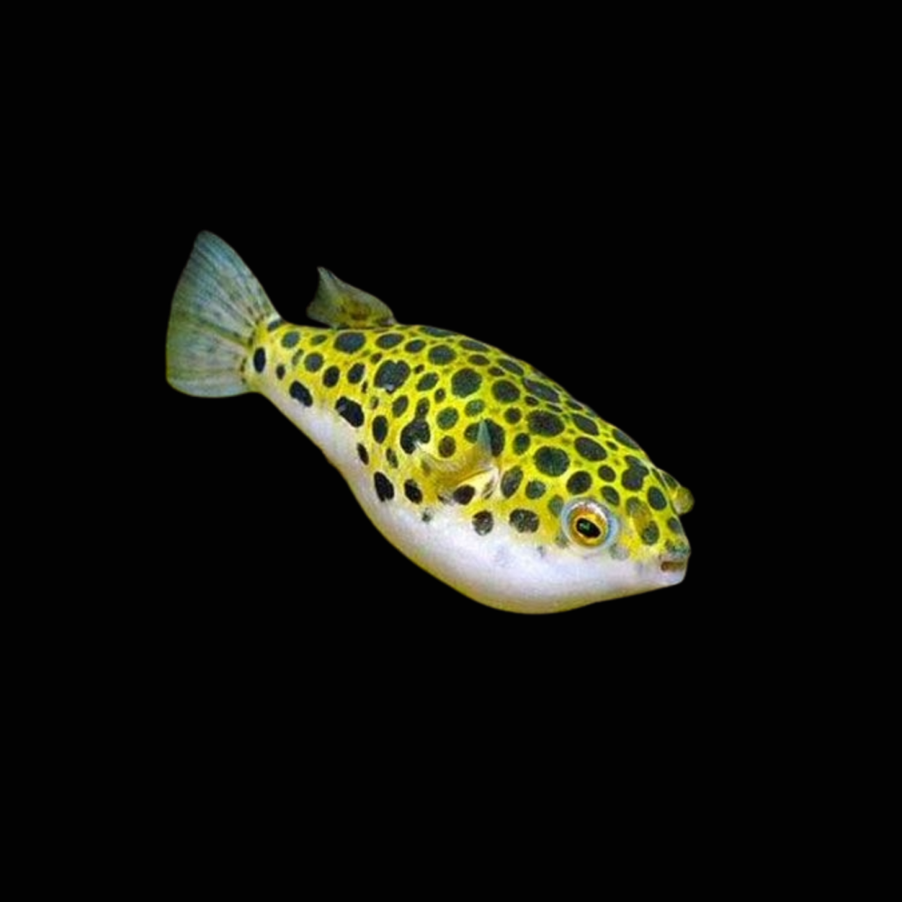 Spotted Congo Puffer - Wild