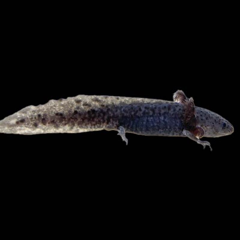Axolotl - Wild