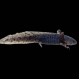 Axolotl - Wild